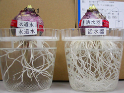 Bean Sprouts 10 Days Later.